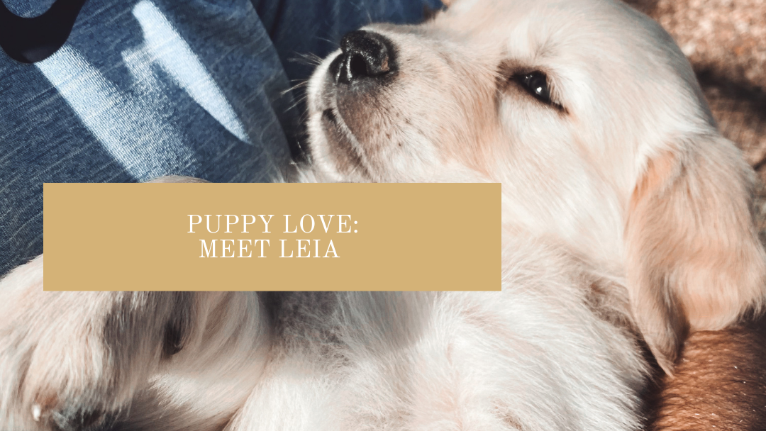 Puppy Love: Meet Leia