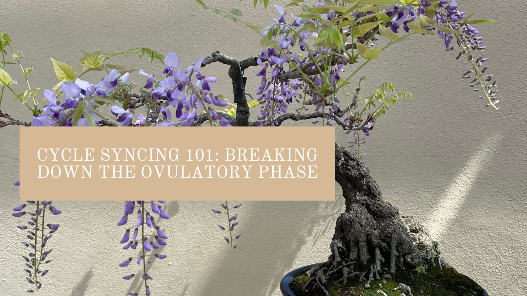 Cycle Syncing 101: Breaking Down the Ovulatory Phase